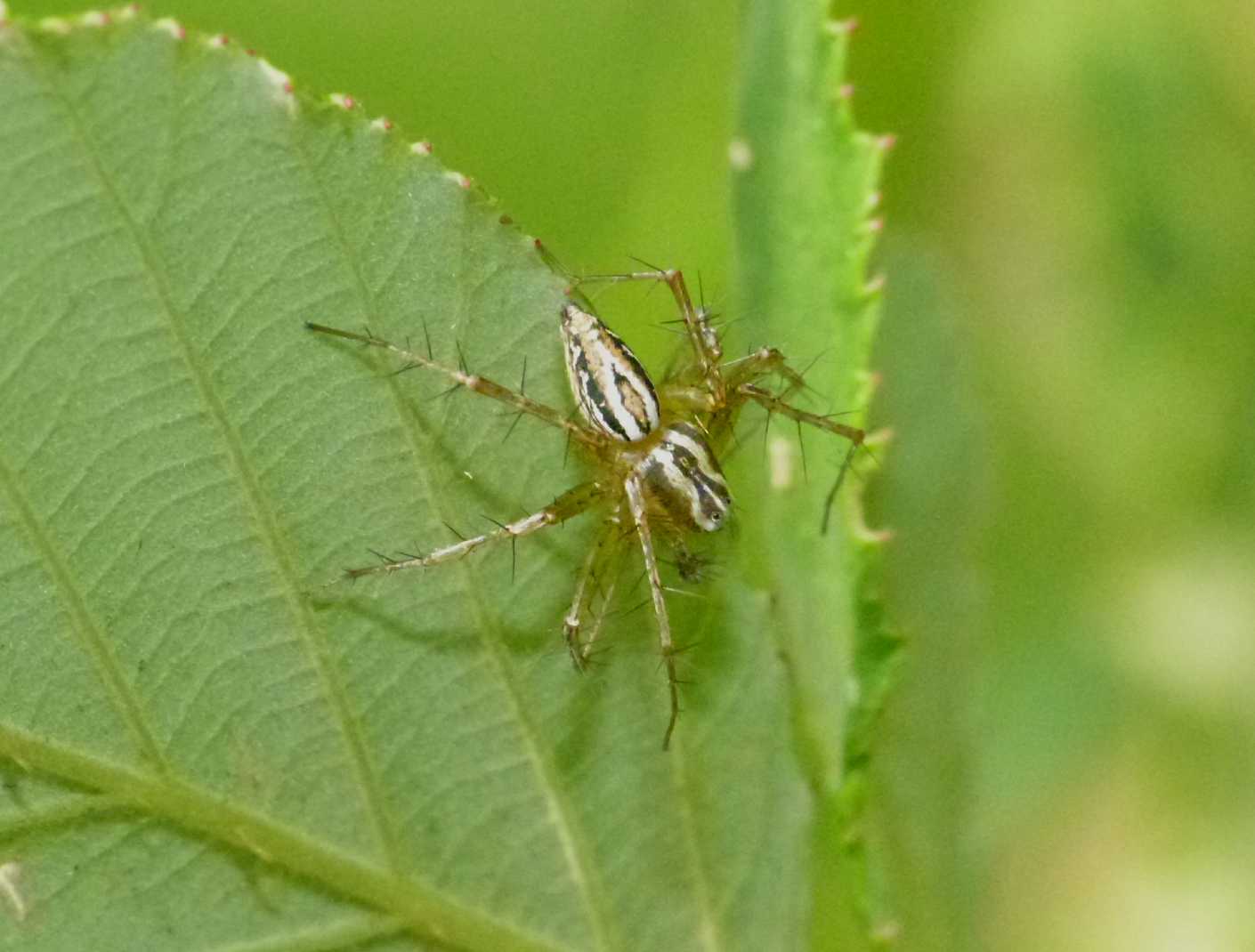 Oxyopes sp.; un maschio e una femmina